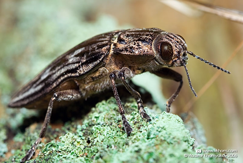 Beetle (bug) on moss
