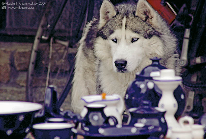 Еskimo dog (husky) and porcelain