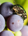 Жук на винограді