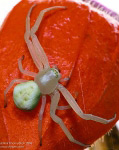 Spider on Physalis #1