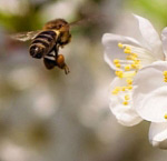 Bee & cherry-blossom