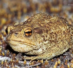 Ground frog