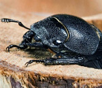 Stag beetle (bug)